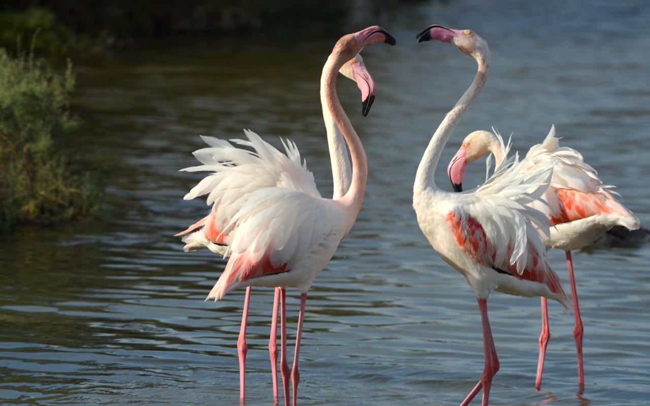 Flamingos at Ras Al Khor Wildlife Sanctuary 