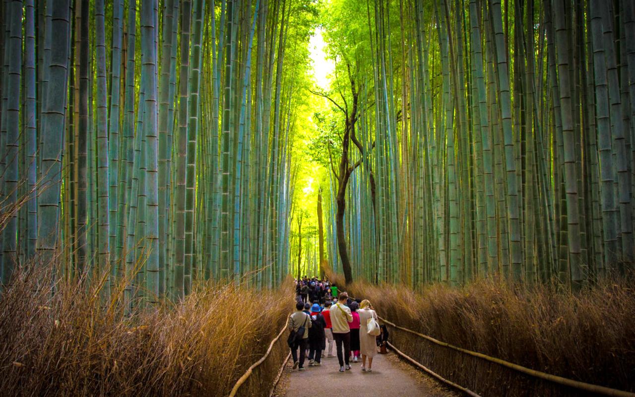 Arashiyama Bamboo Grove