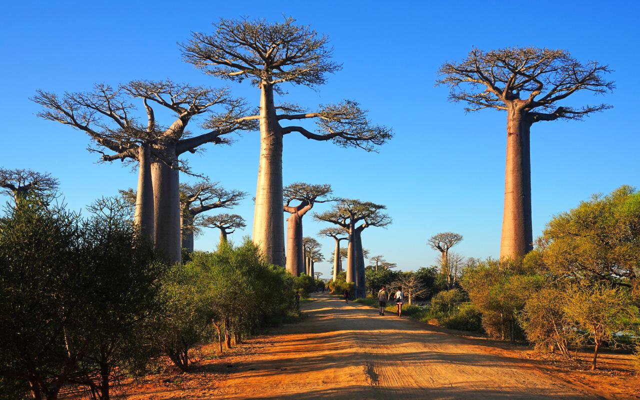 Avenue of the Baobabs, Madagascar