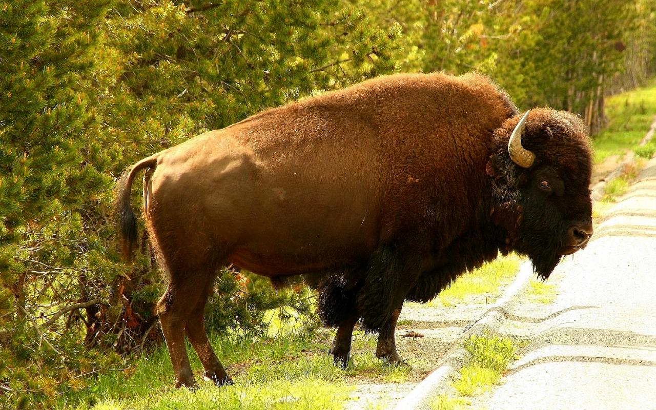 Bison