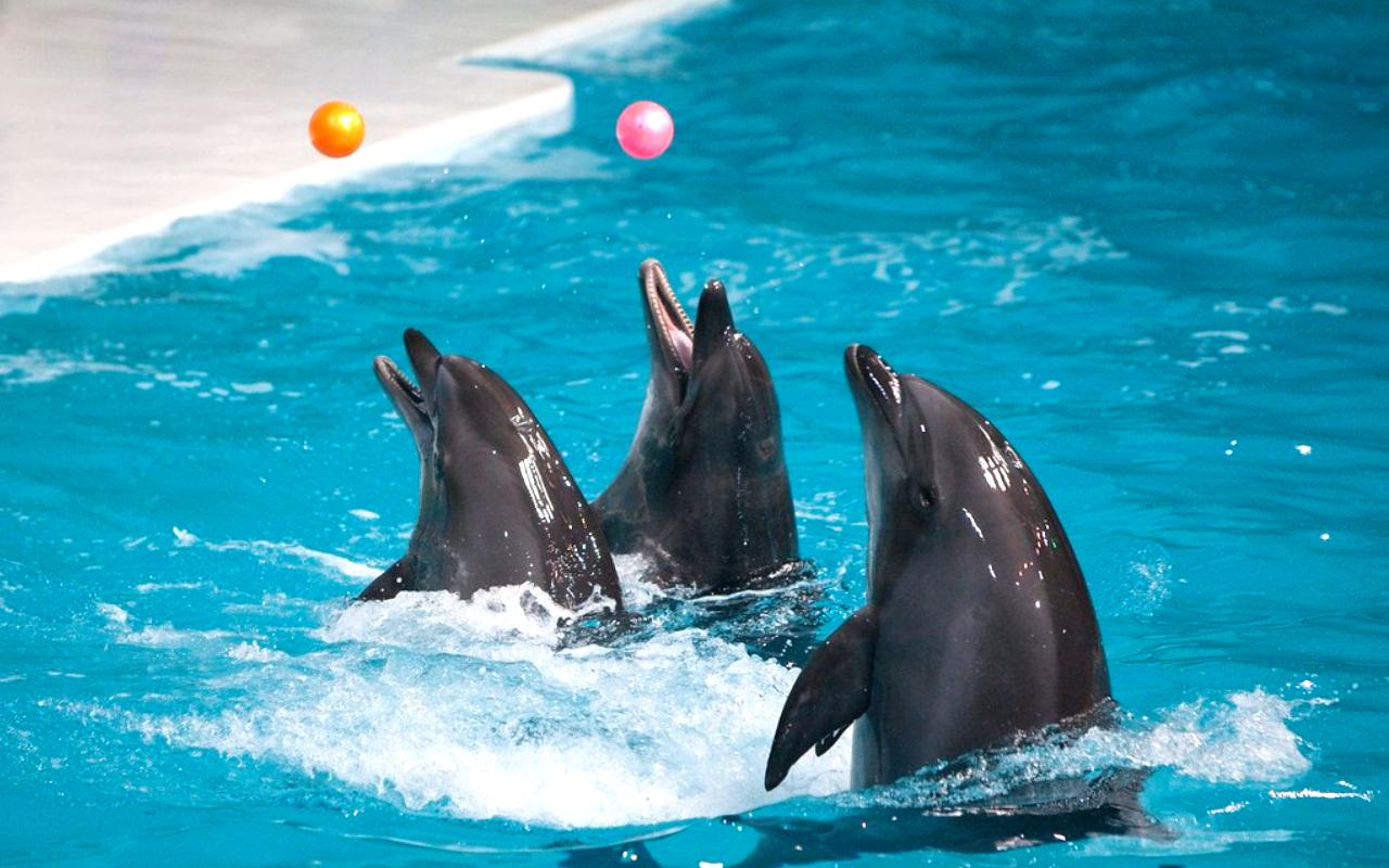 Dubai Dolphinarium