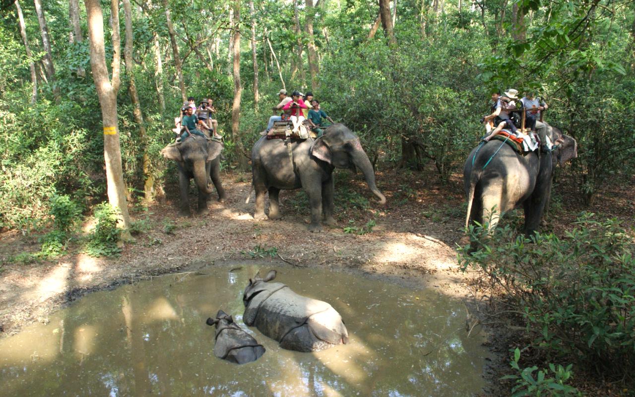 Elephant safari