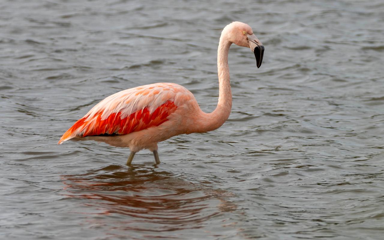 Flamingos