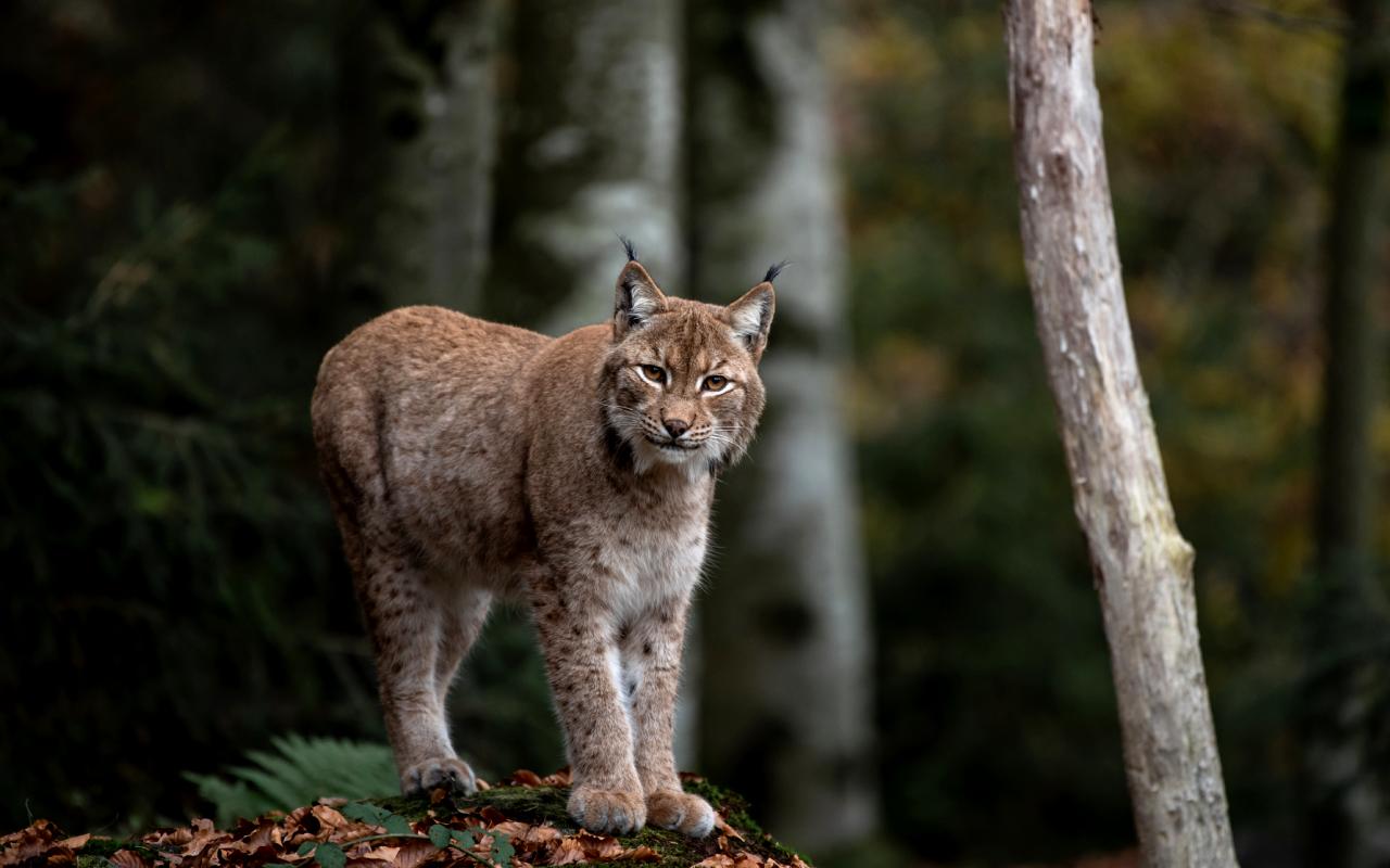 Lynx