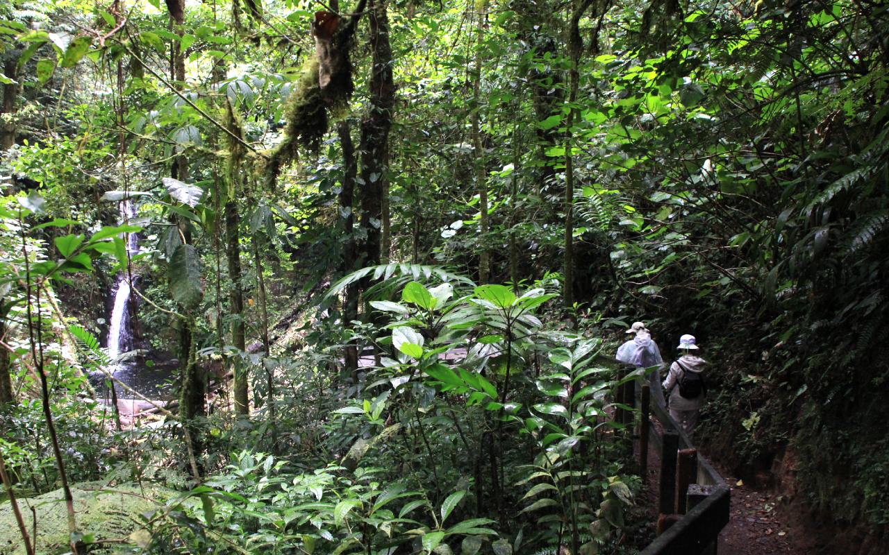 Monteverde Cloud Forest, Costa Rica