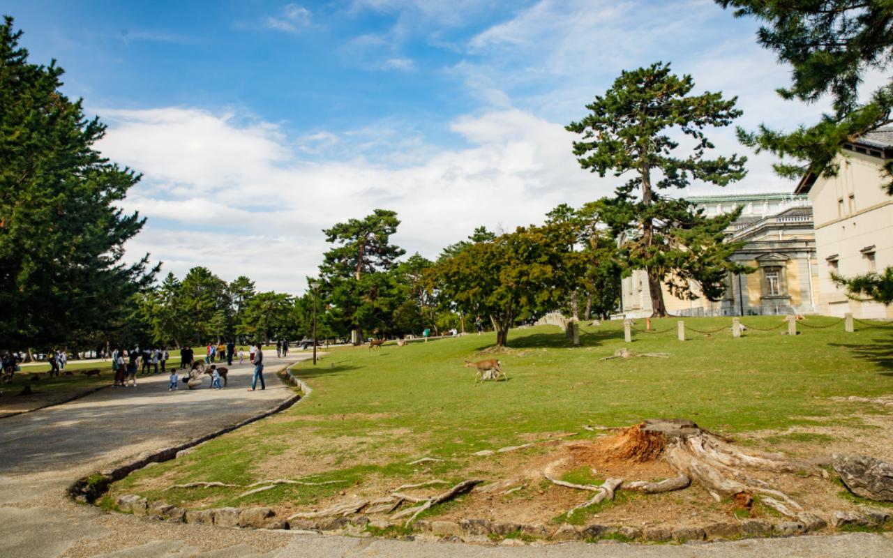 Nara Park