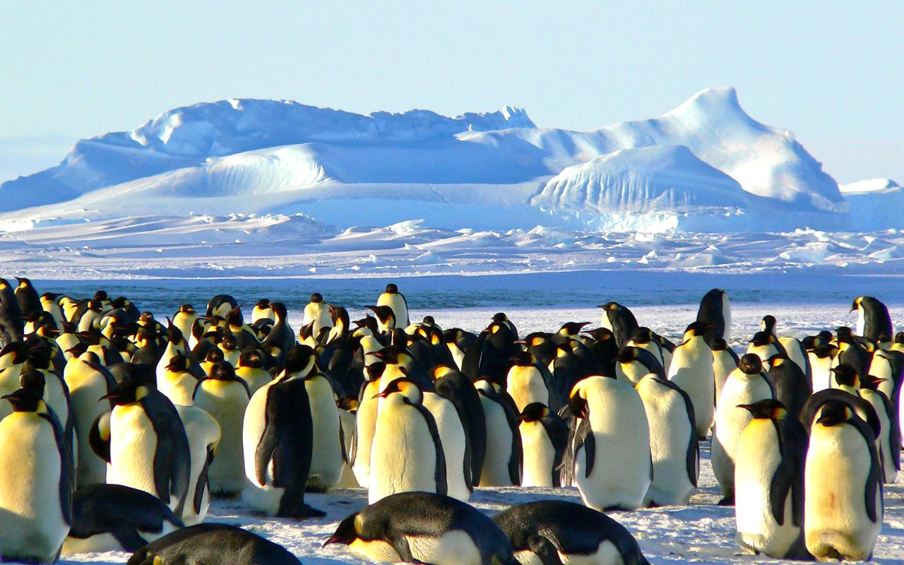 Emperor Penguins