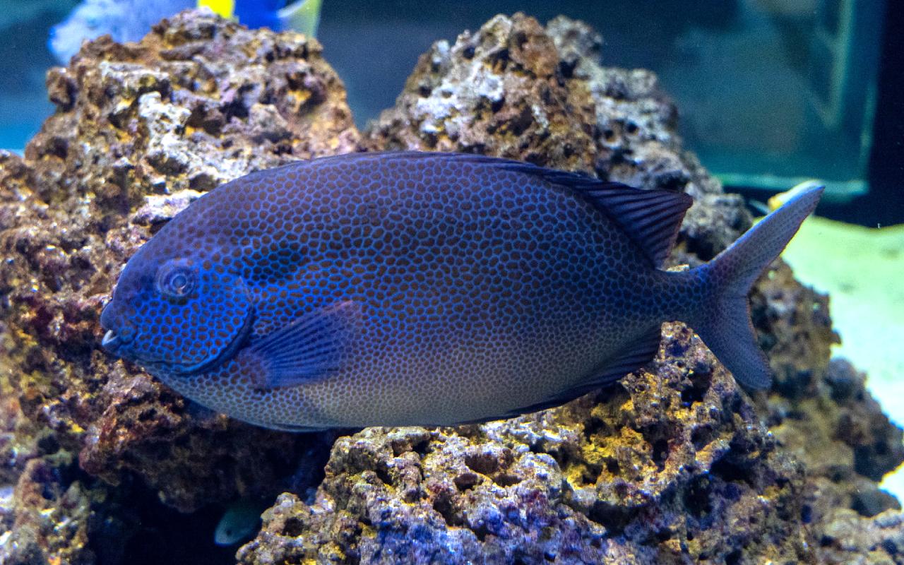 Shedd Aquarium