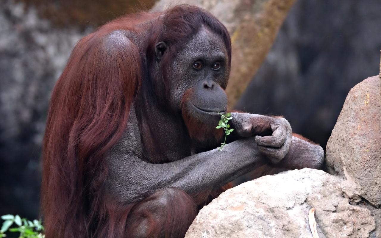 Orangutans