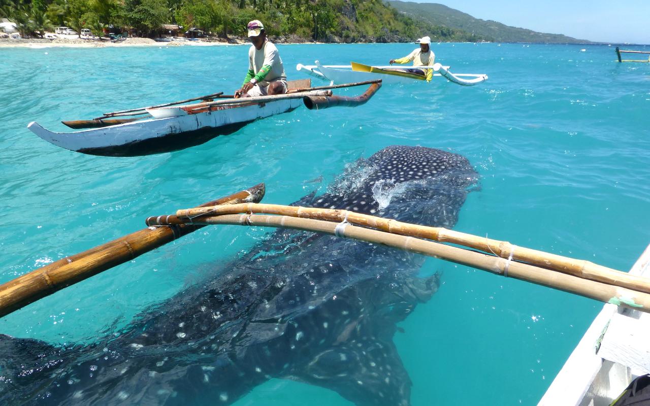 Oslob Whale Watching