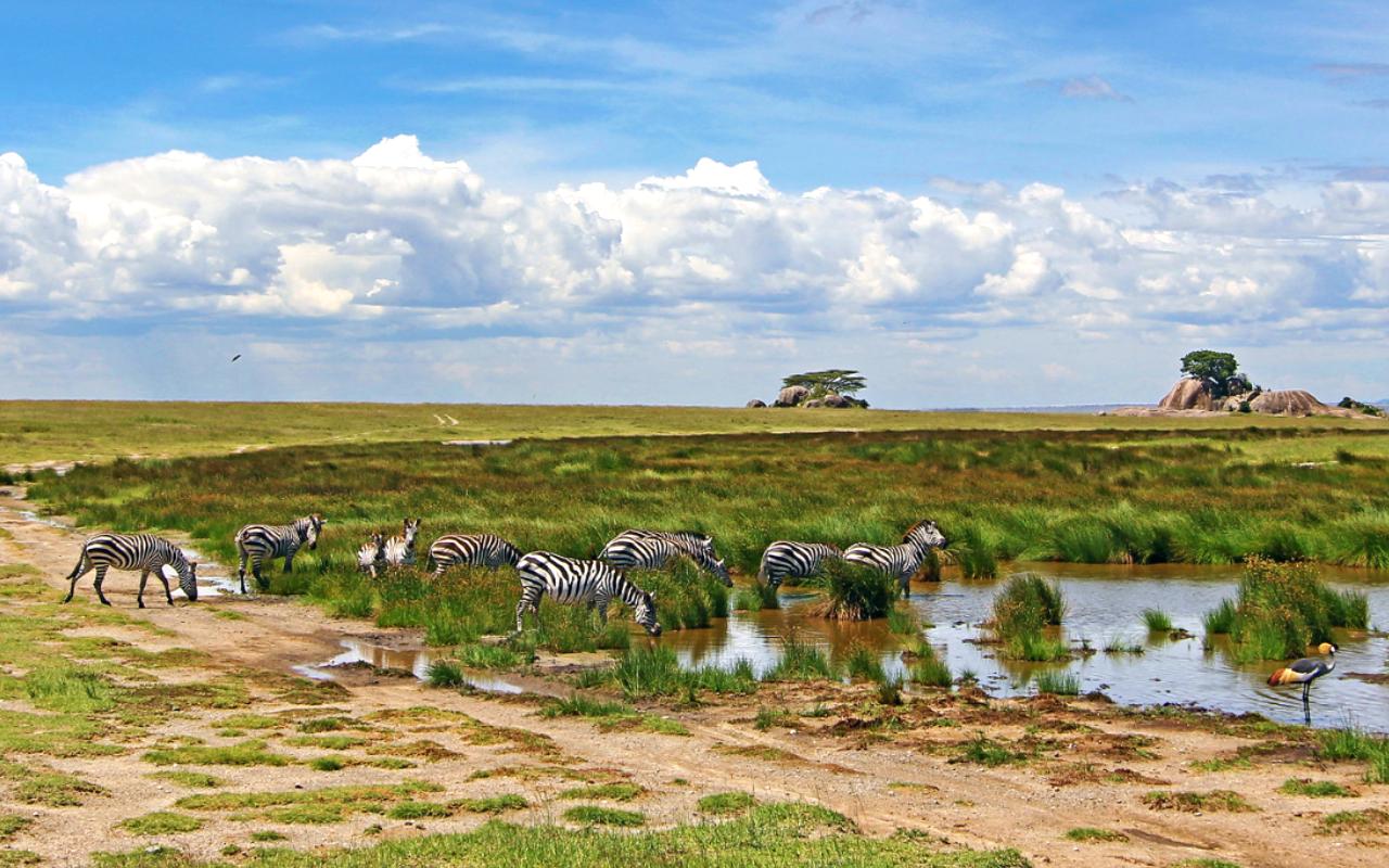 Serengeti National Park, Tanzania