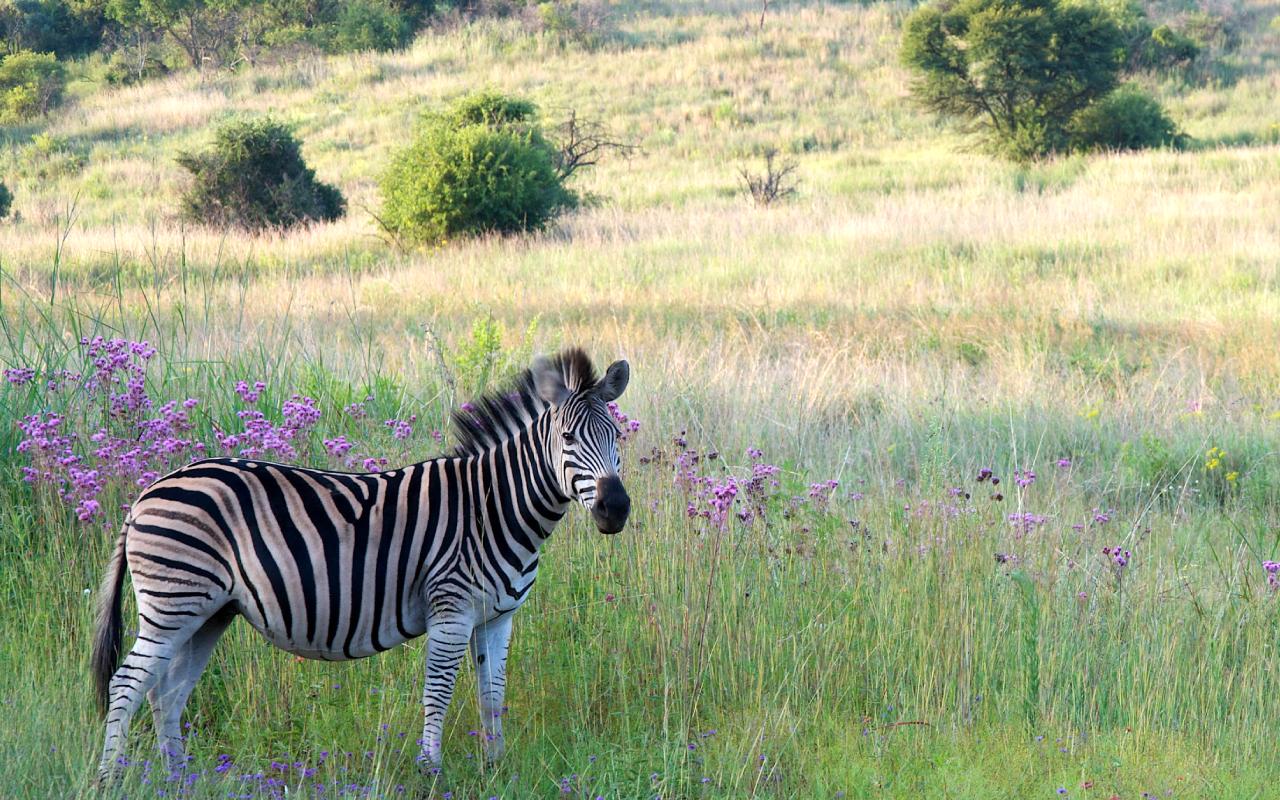 Zebra Spotted at Groenkloof Nature Reserve