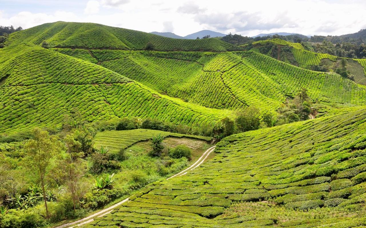 BOH Tea Plantation