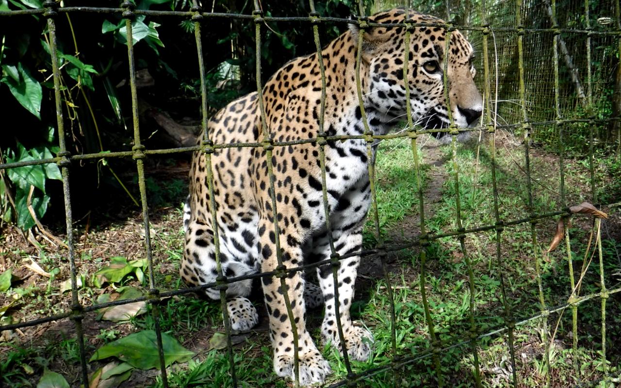 Belize Zoo