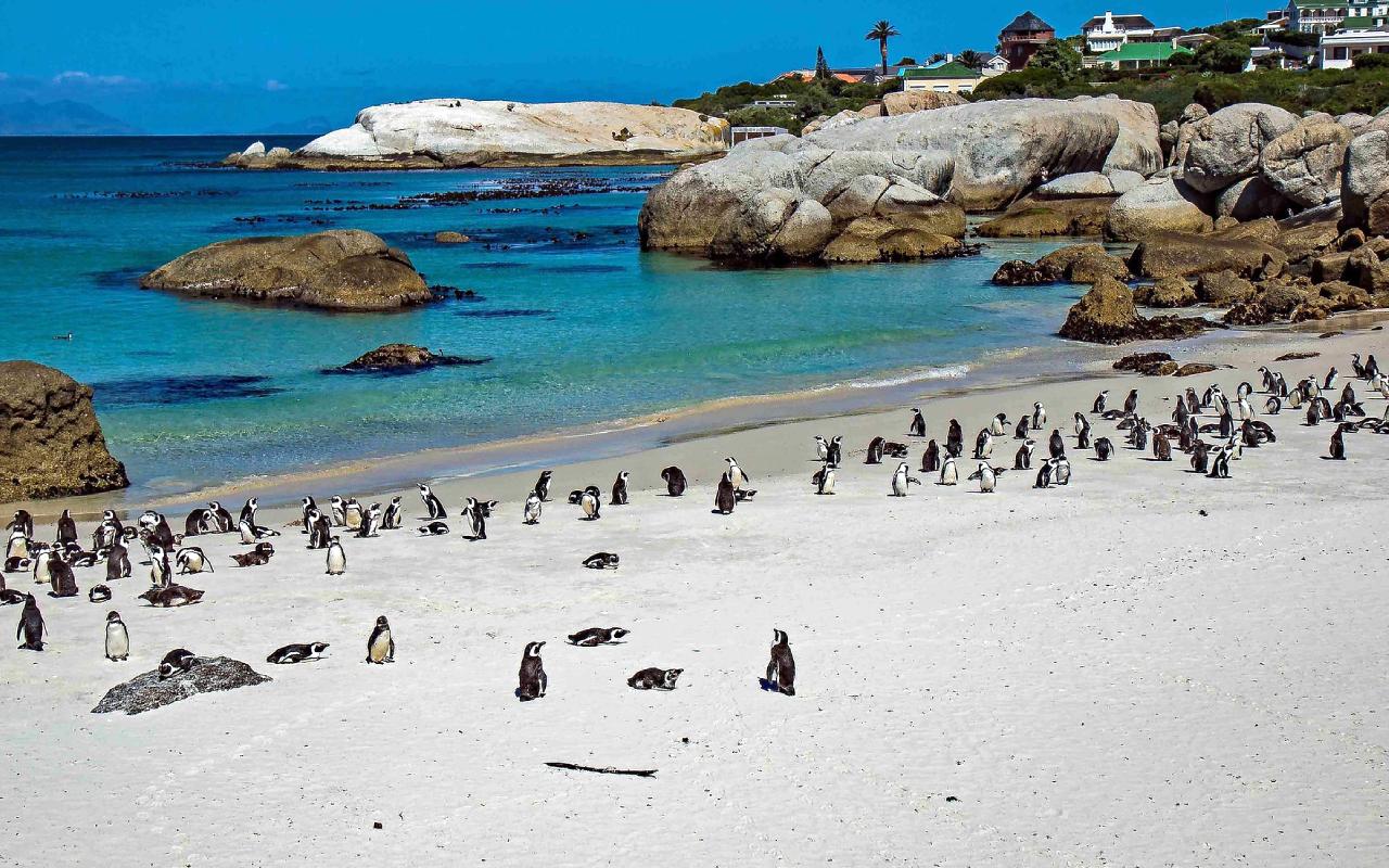 Boulders Beach Penguin Colony