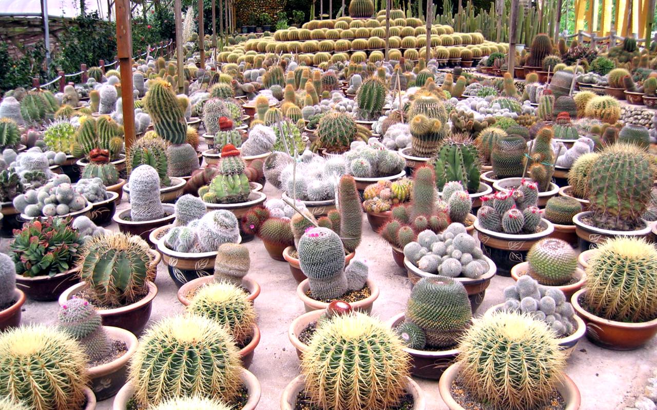 Cactus Valley