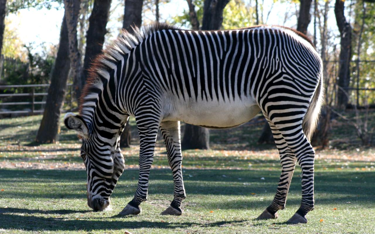 Calgary Zoo