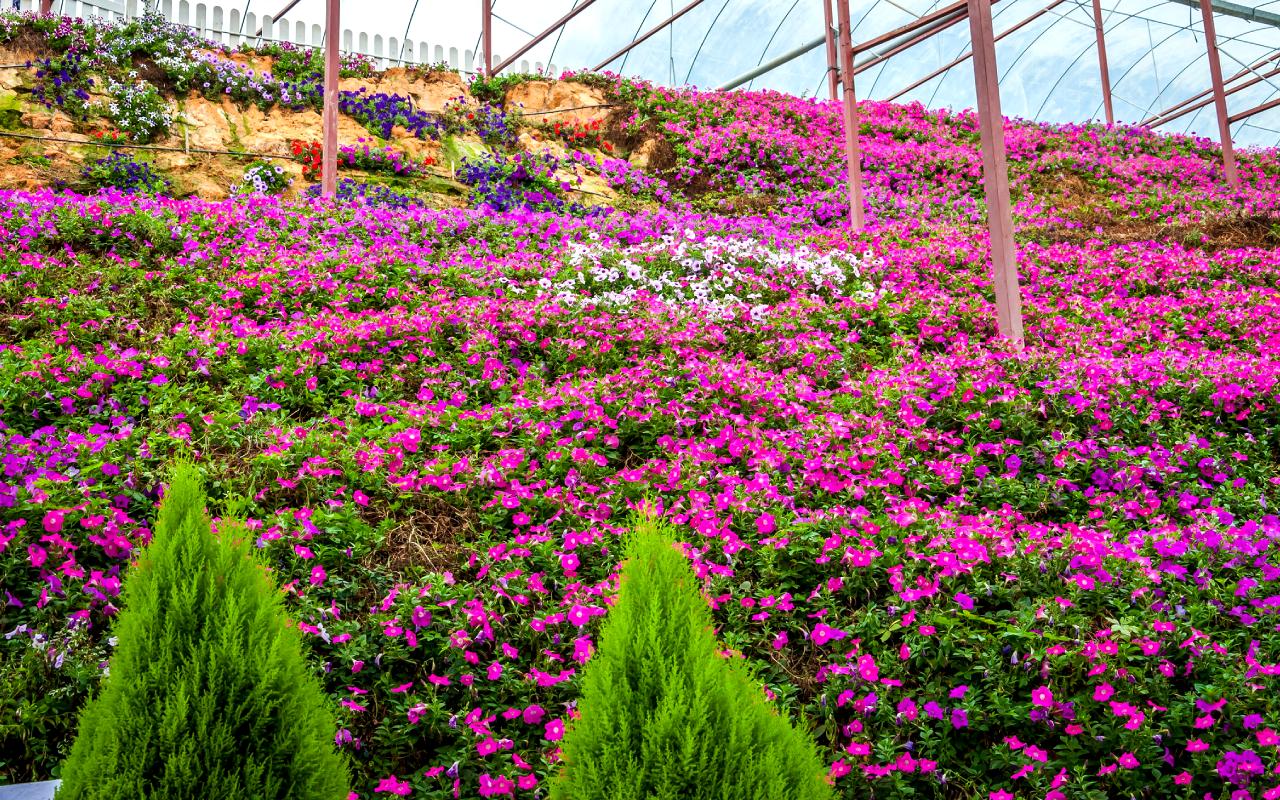 Cameron Lavender Garden