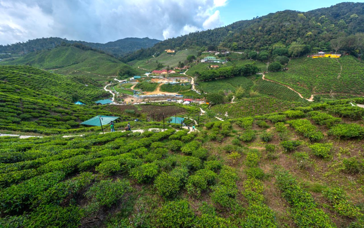 Cameron Valley Tea House