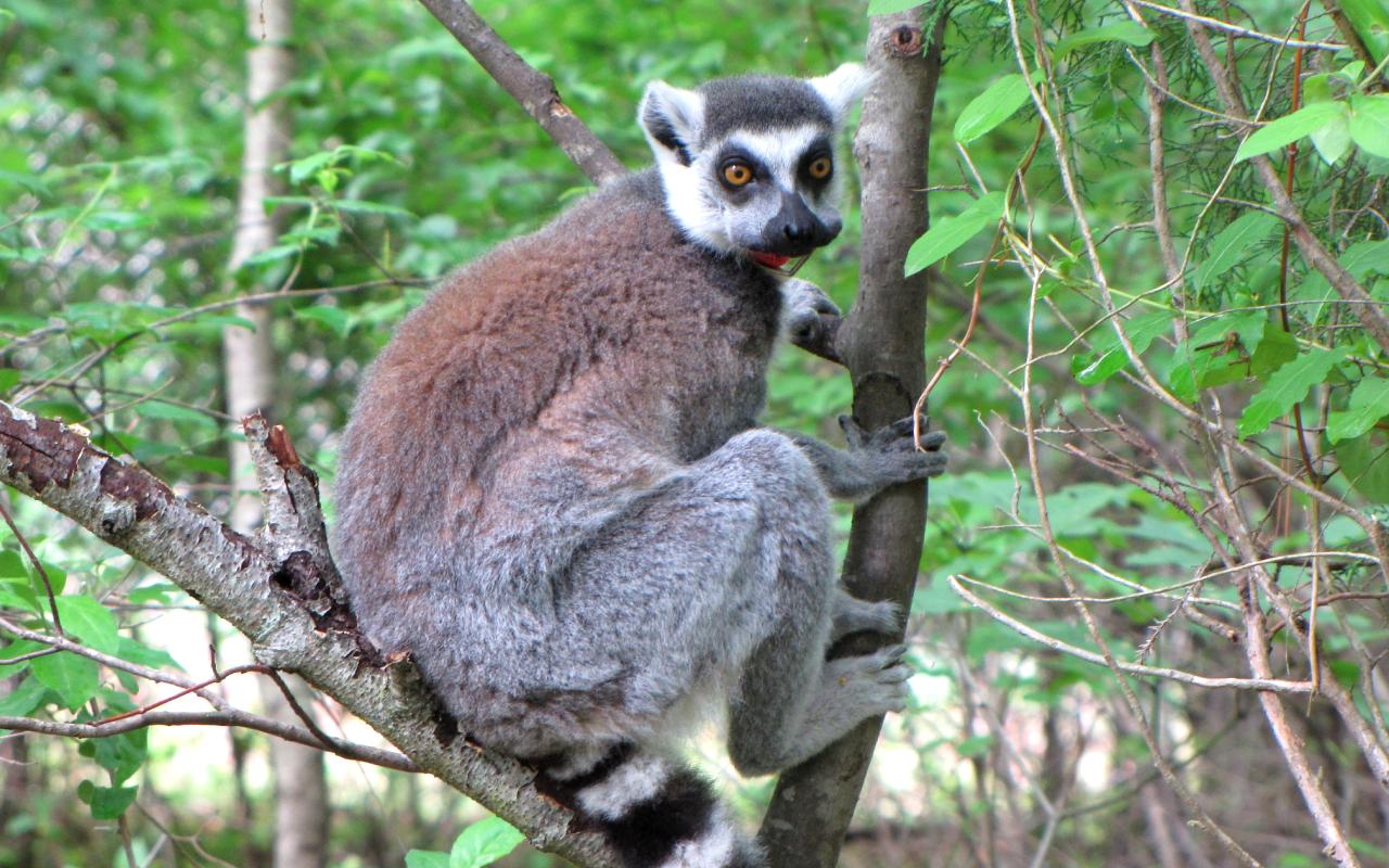 Duke Lemur Center