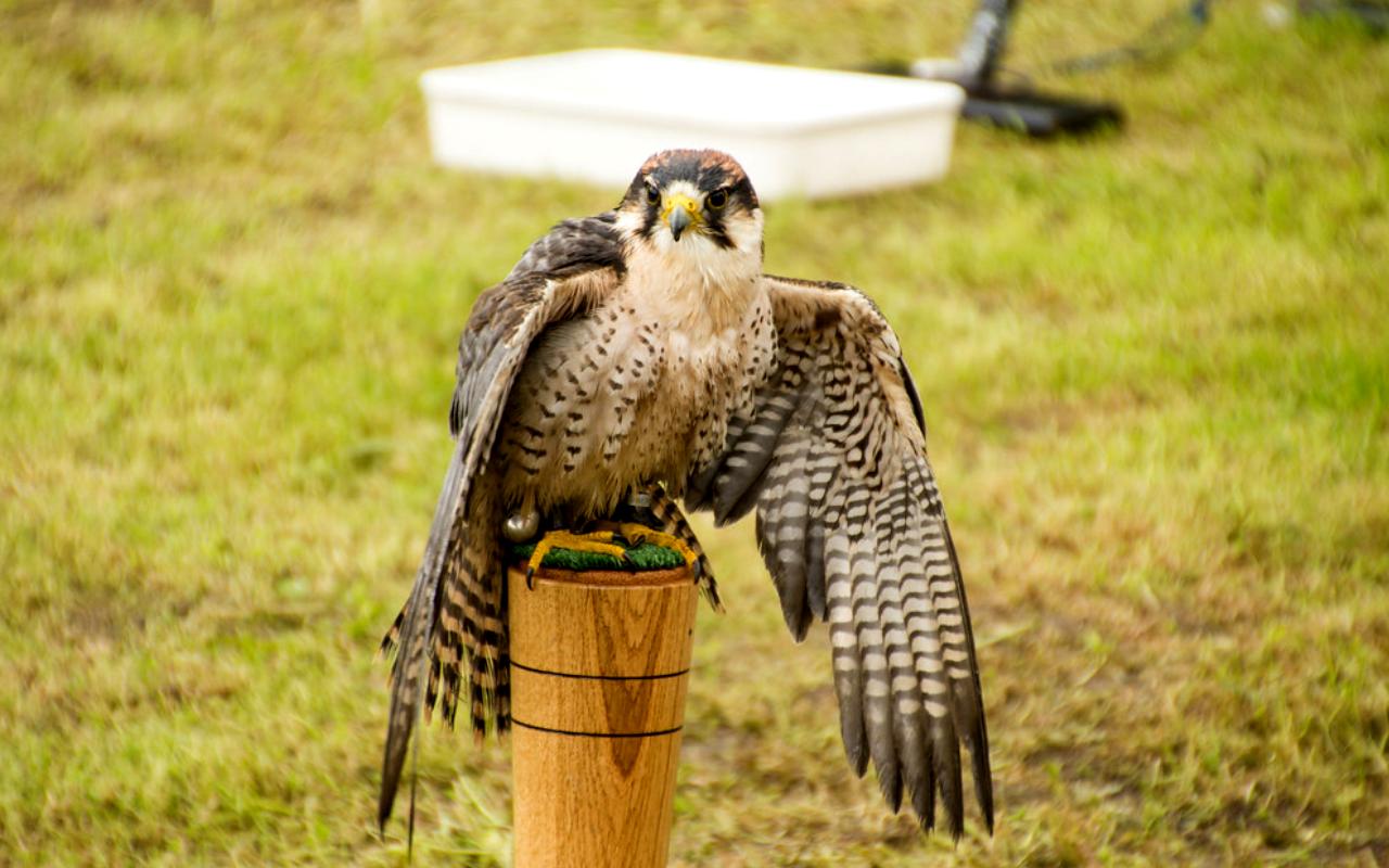 Falcons