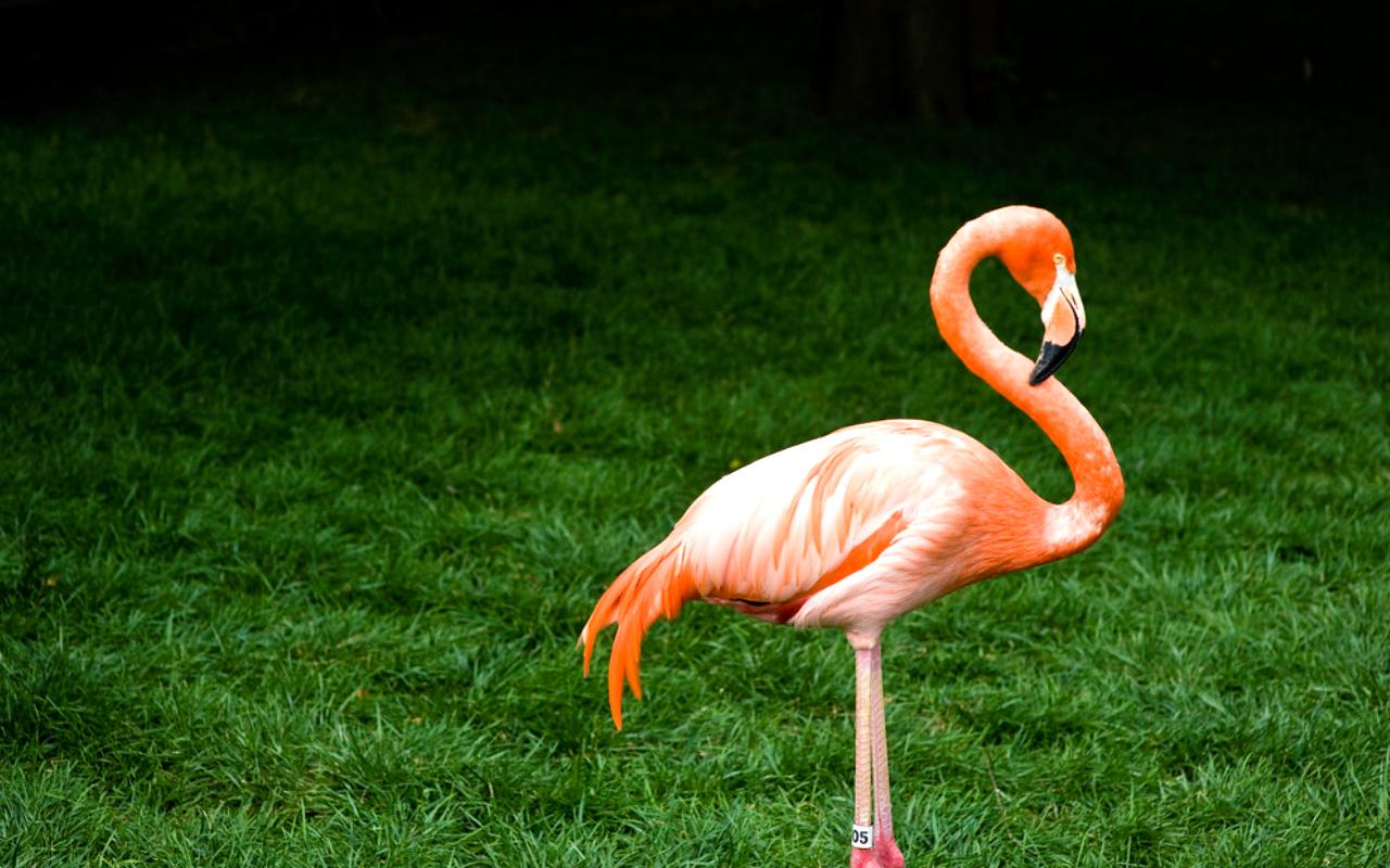 Flamingos