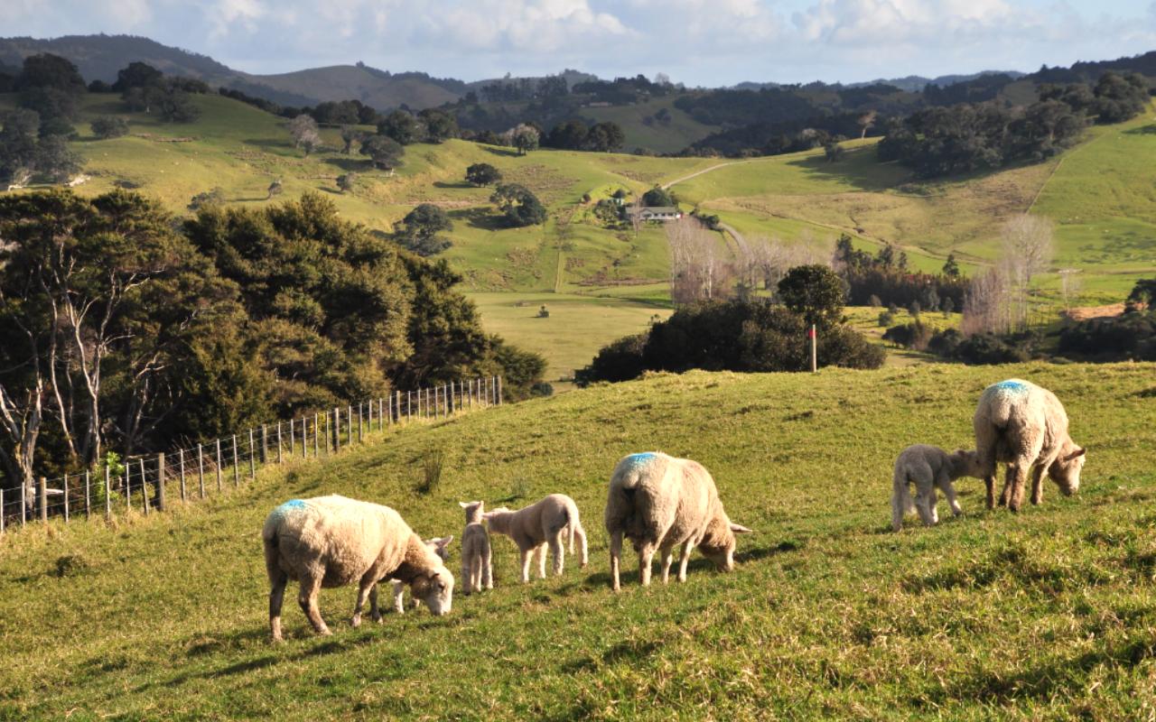 Mahurangi Regional Park