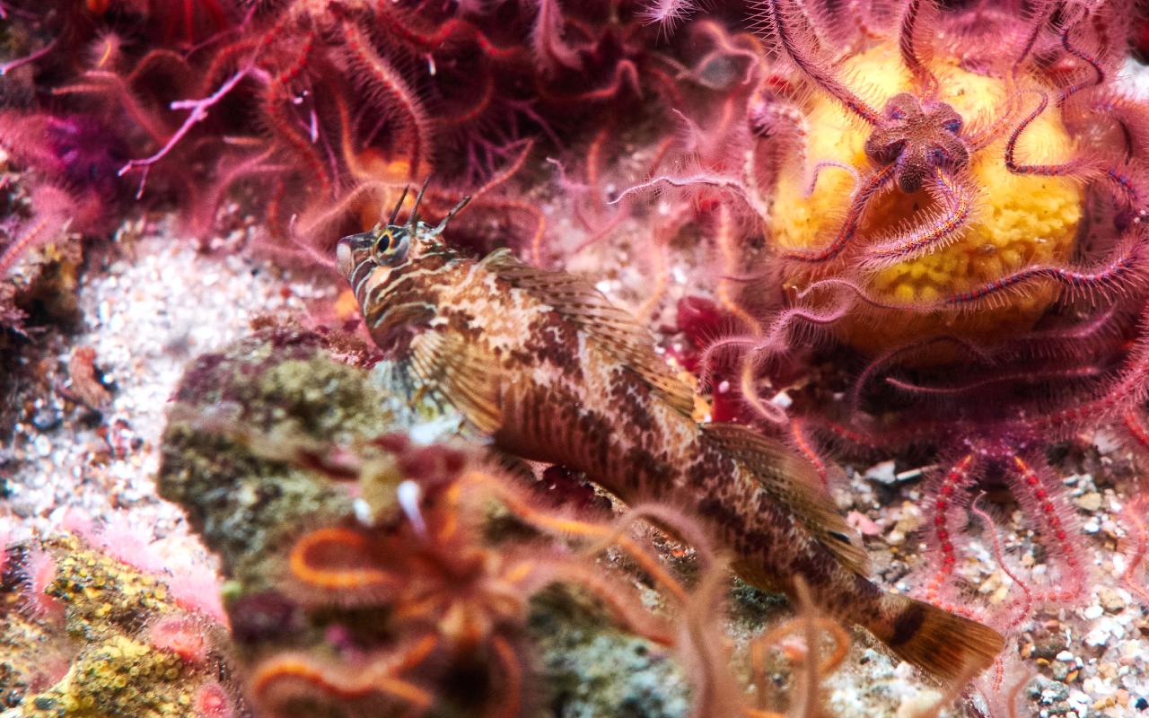 Monterey Bay Aquarium
