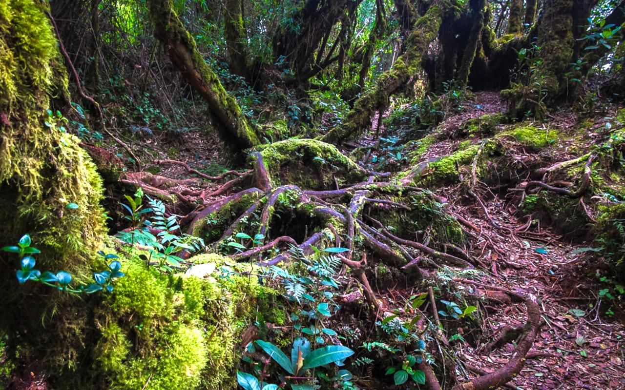 Mossy Forest