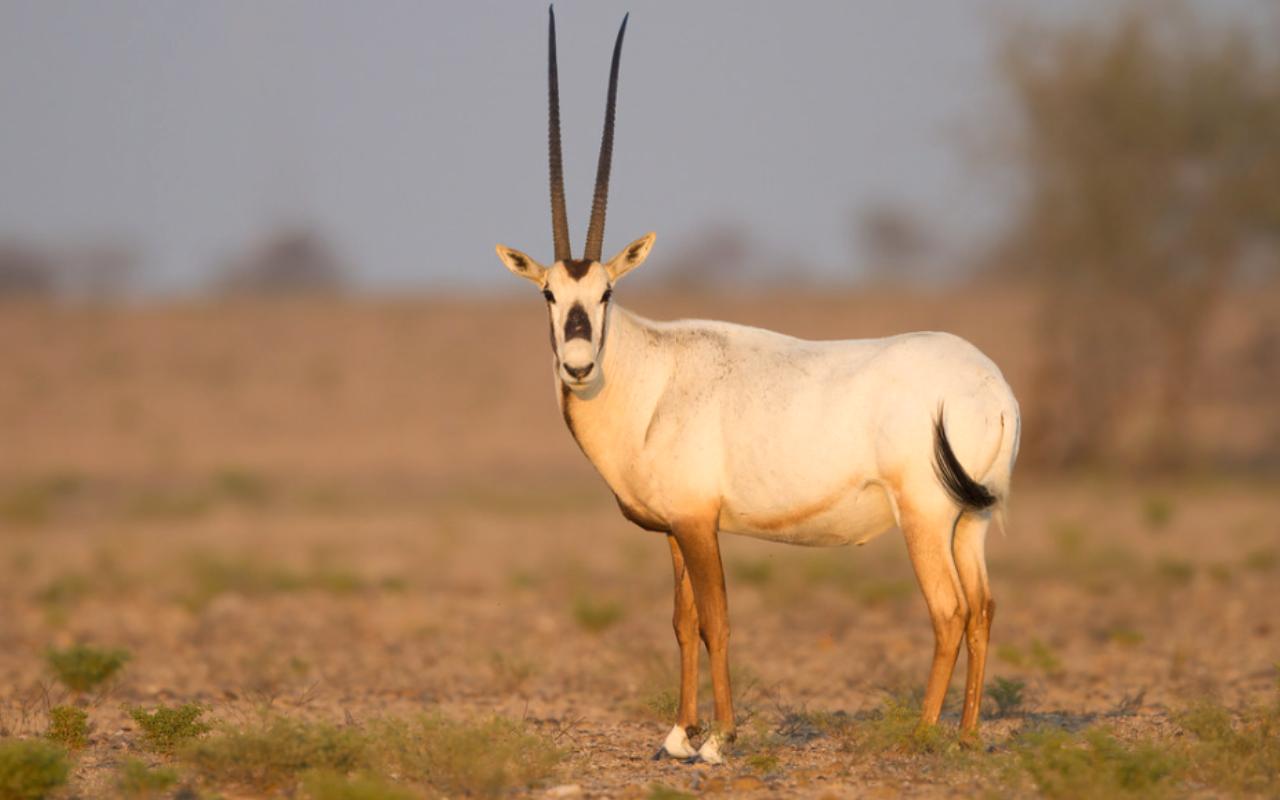 The Arabian Oryx