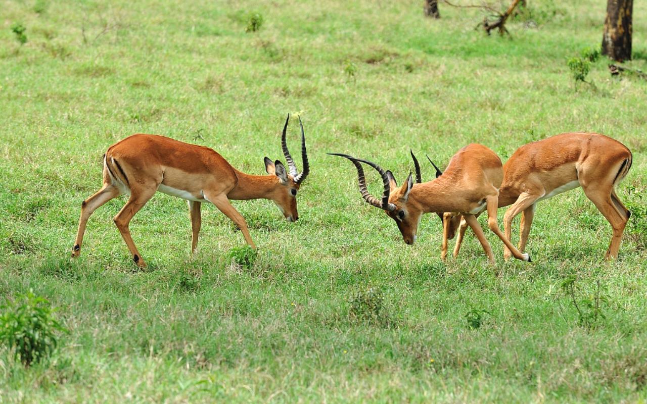 Gazelles