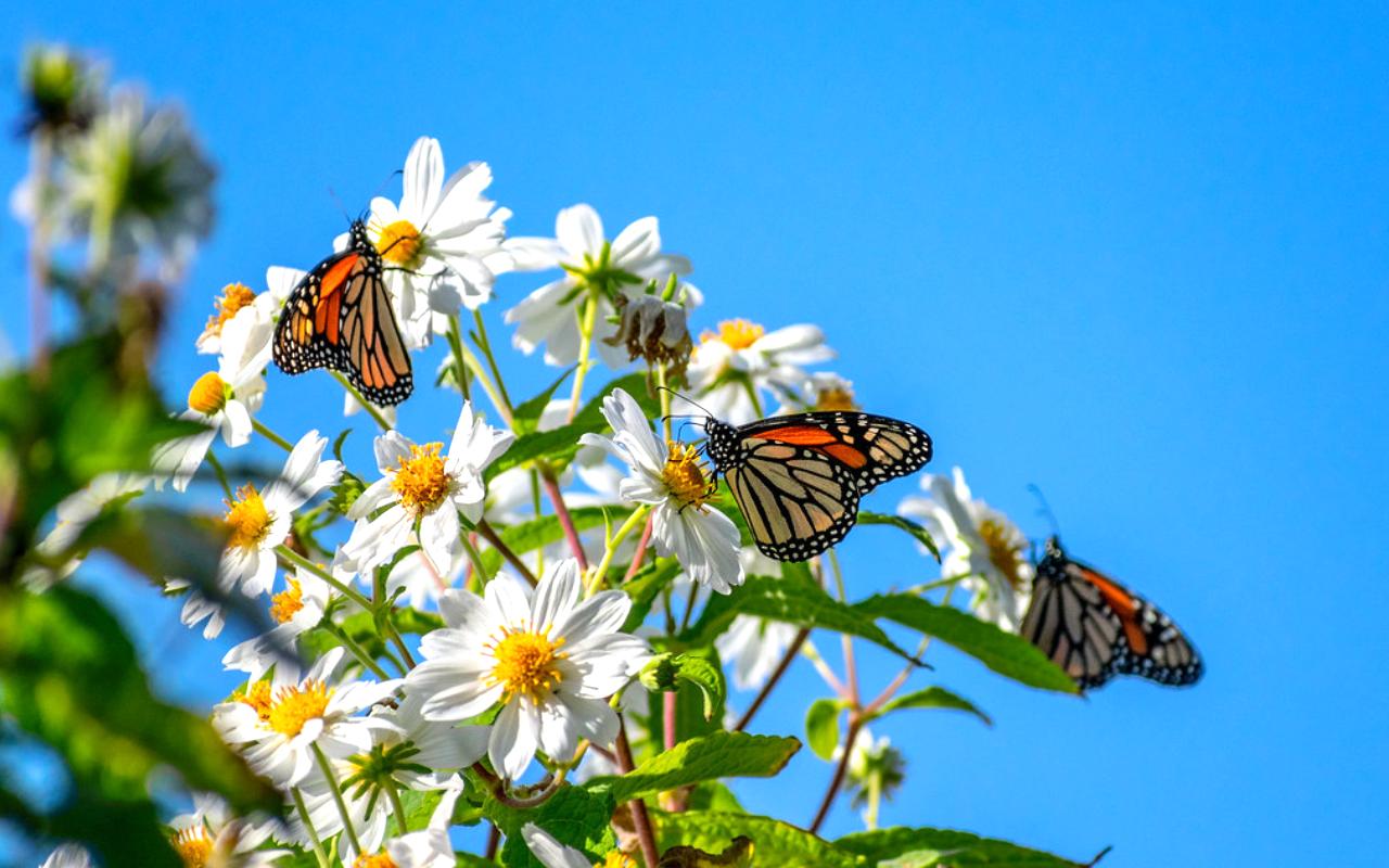 Pacific Grove Monarch Sanctuary