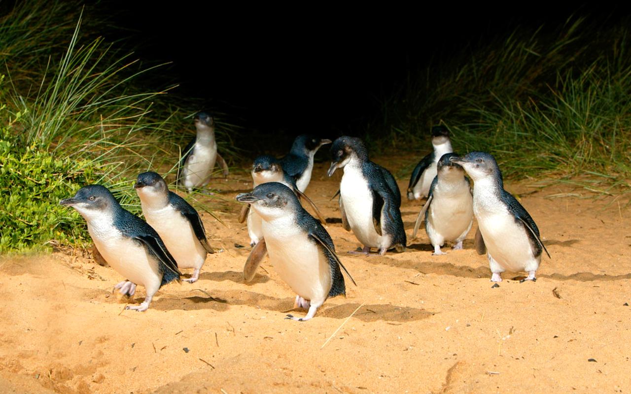 Phillip Island Penguin Parade