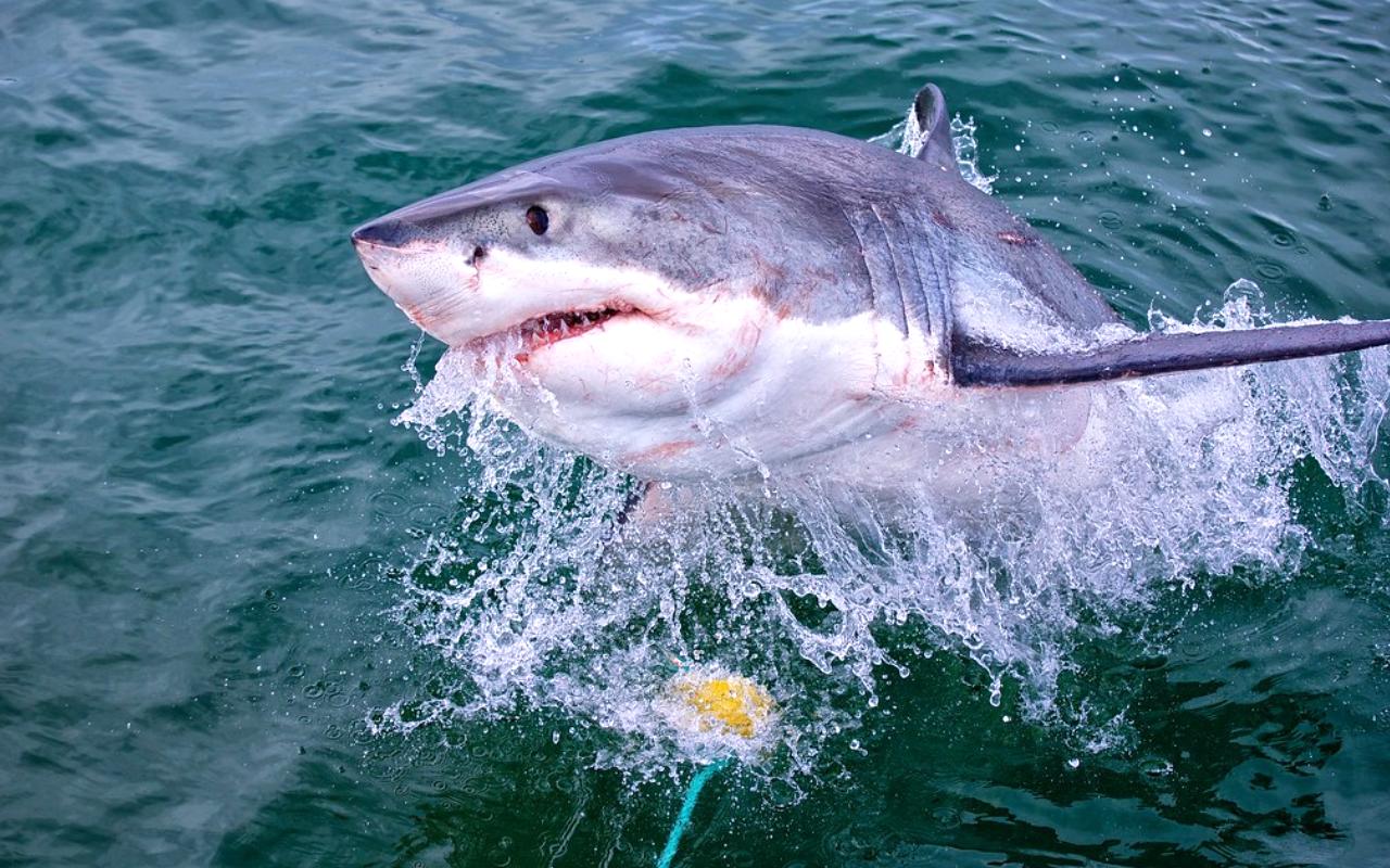 Shark Cage Diving