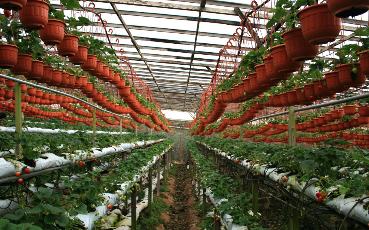 Strawberry Farm