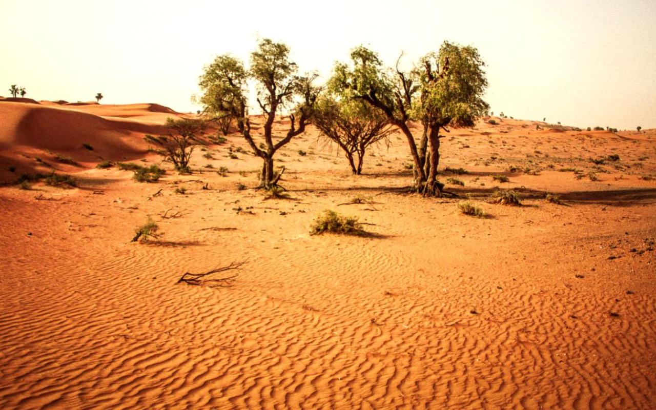 The Ghaf Tree