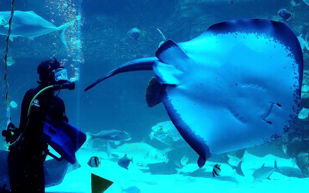 Two Oceans Aquarium