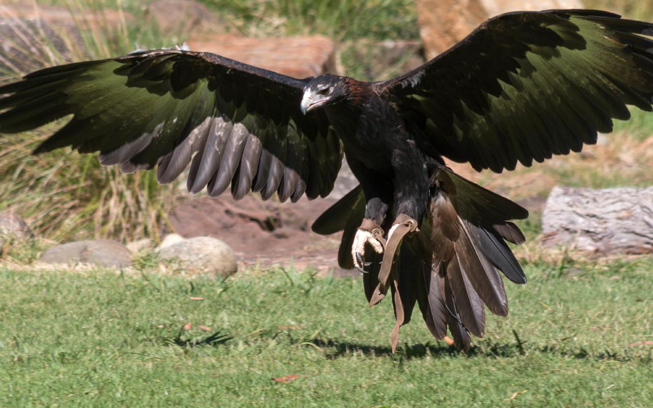 Wedge-tailed Eagle, Healesville Sanctuary