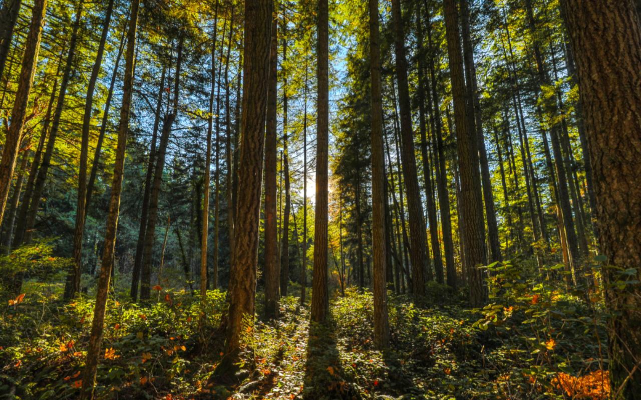 Westwood Lake Park