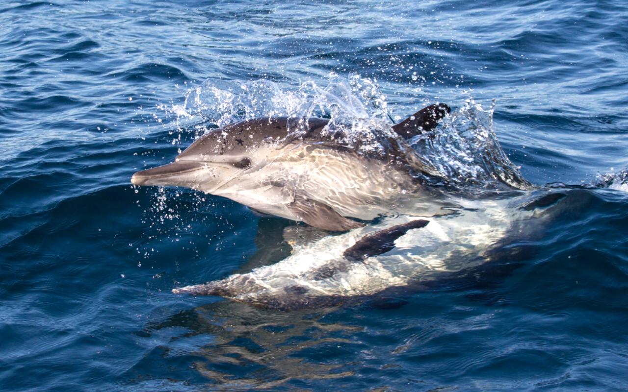 Whale Watching Tours, Monterey