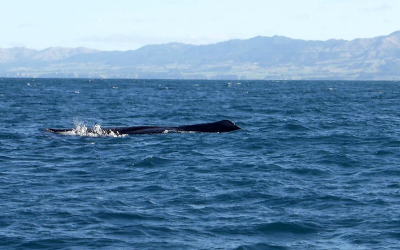 Whale watching at Kaikoura