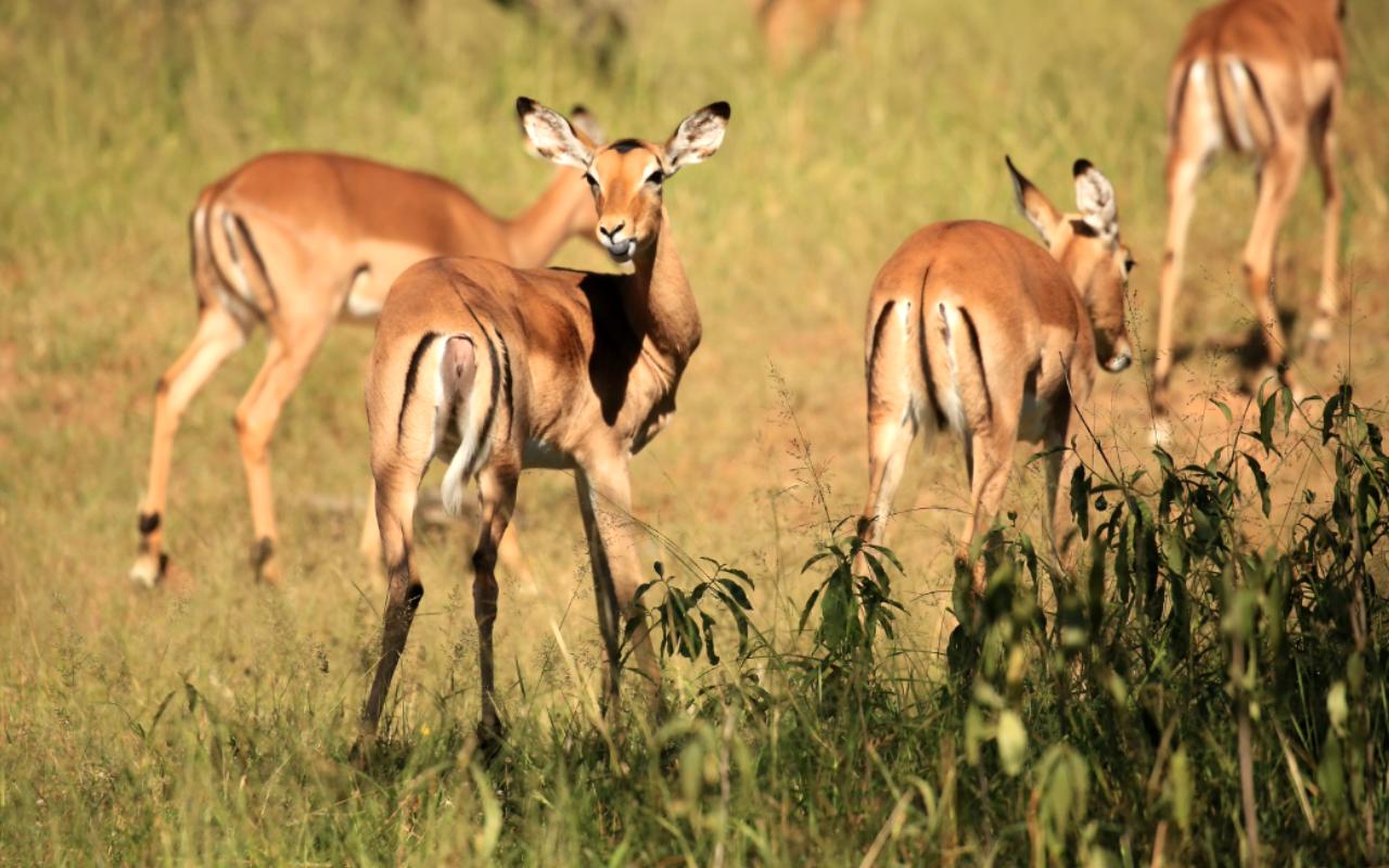 Dinokeng Game Reserve