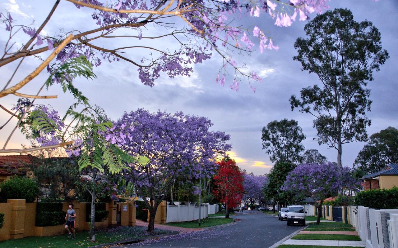 Jacaranda Streets