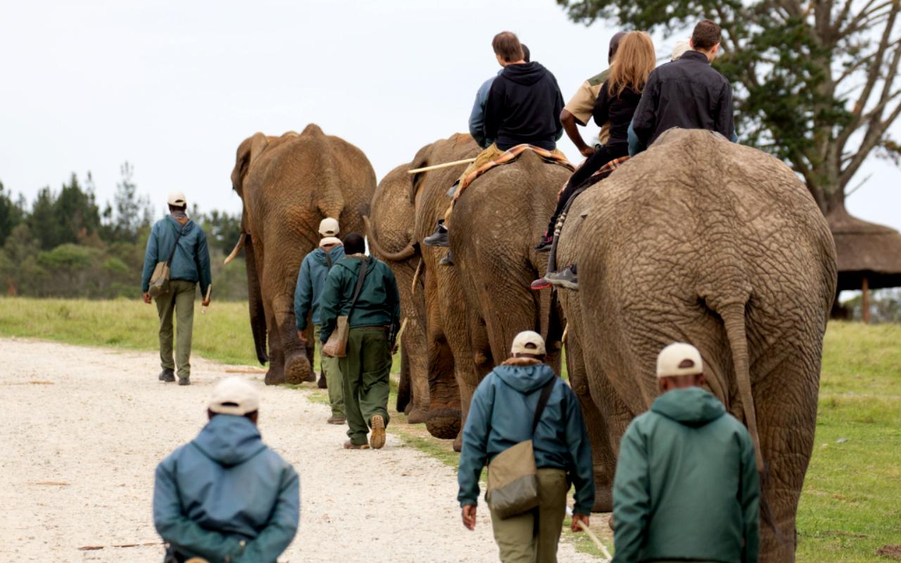 Knysna Elephant Park
