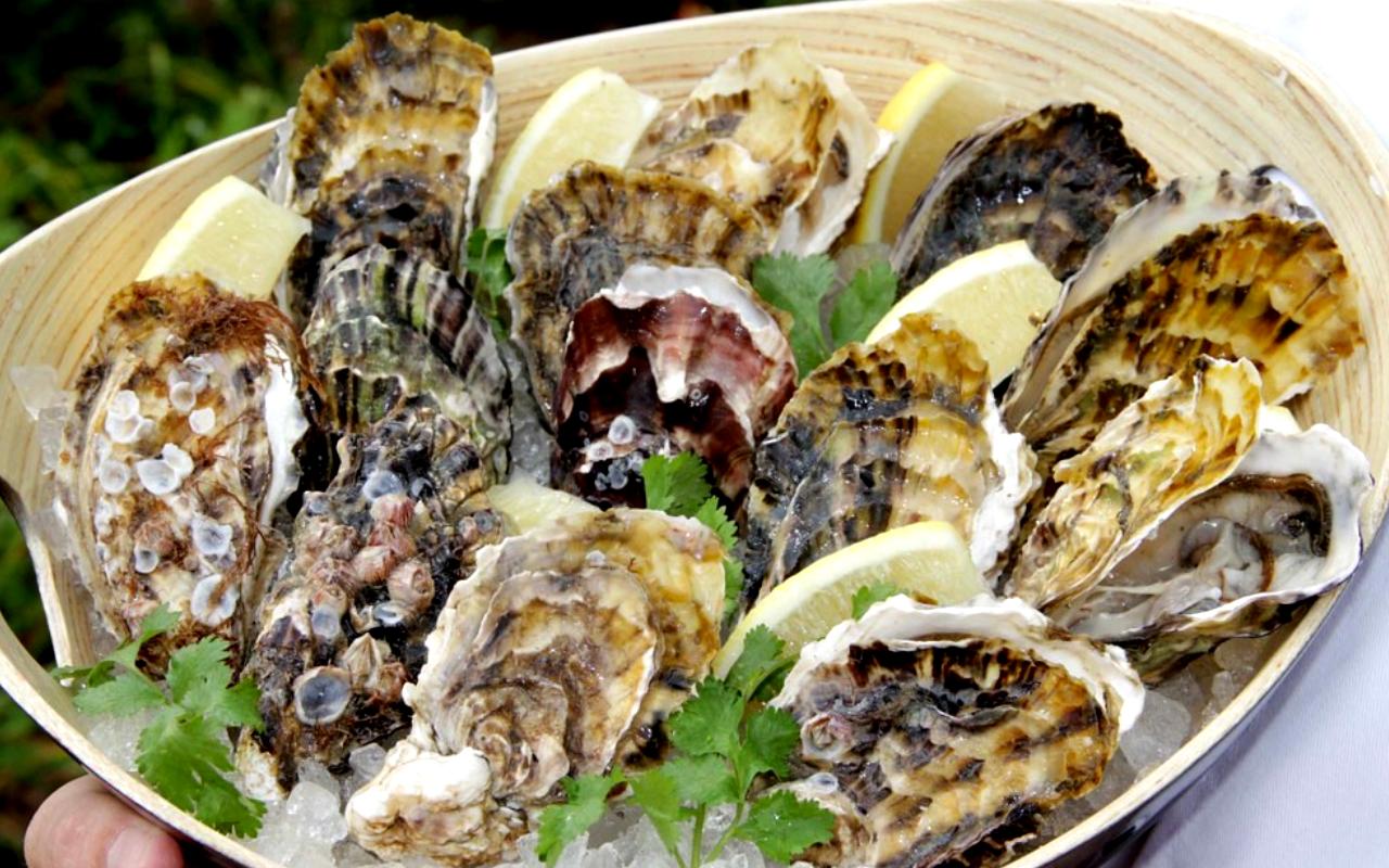 Knysna’s Oysters