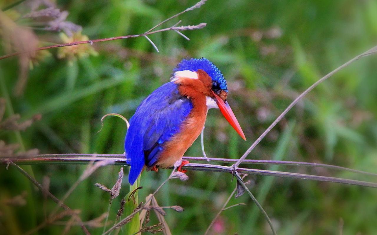Malachite Kingfisher, Austin Roberts bird Sanctuary