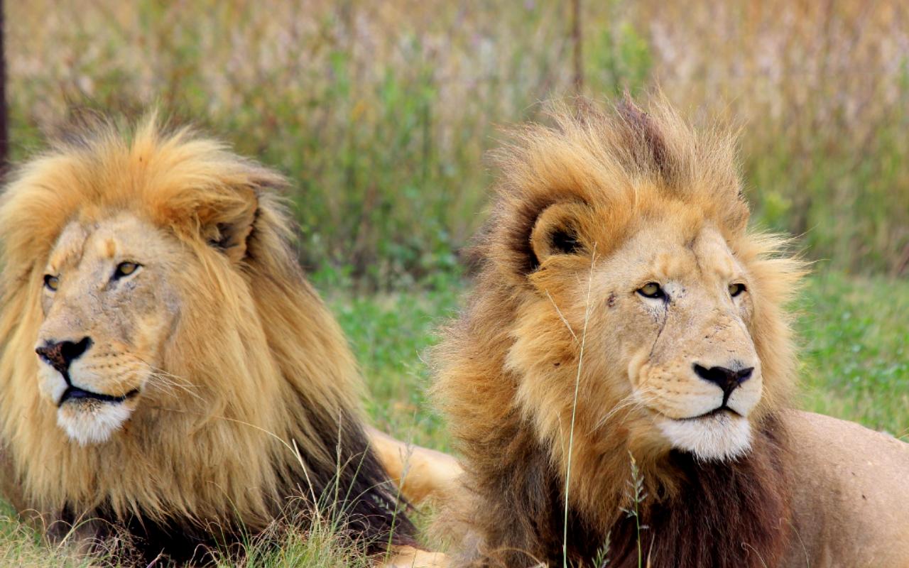 Rhino and Lion Nature Reserve