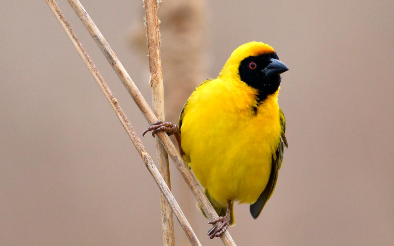 Southern Masked weaver male, spotted at Rietvlei Nature Reserve